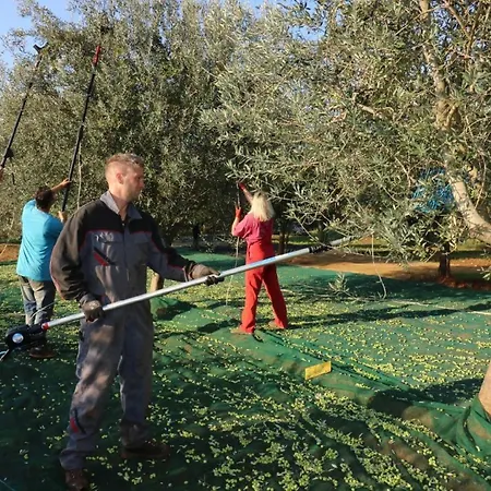 Melisa Mit Pool In Tatil Evi